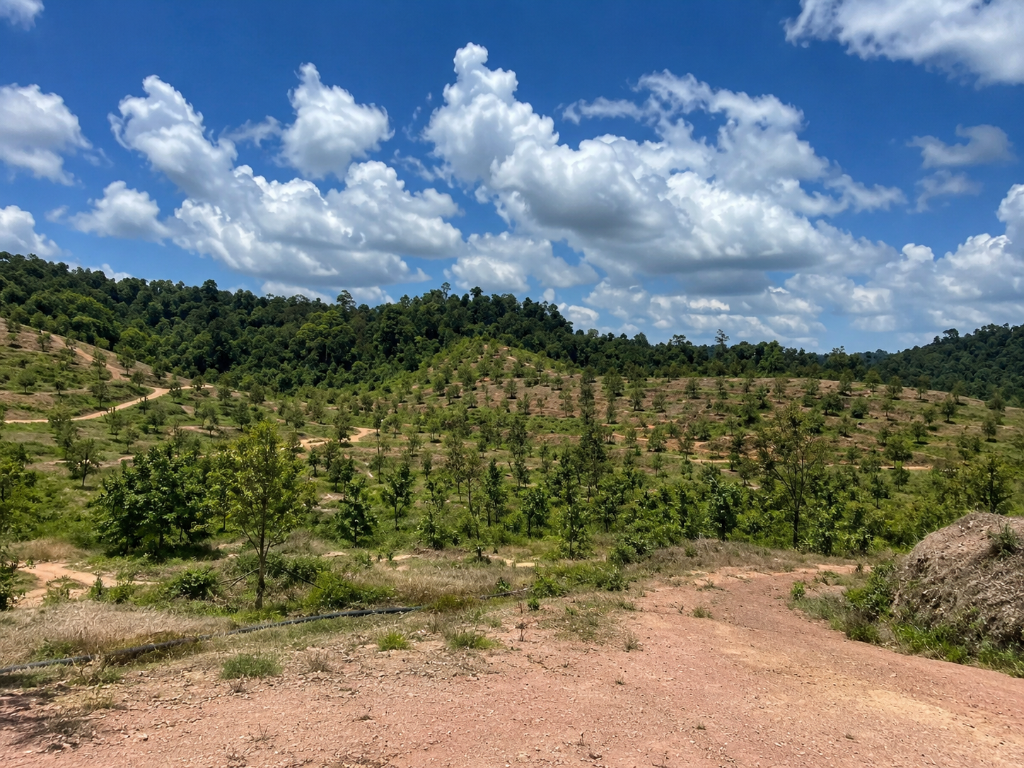 Boleh Group durian plantation site 1
