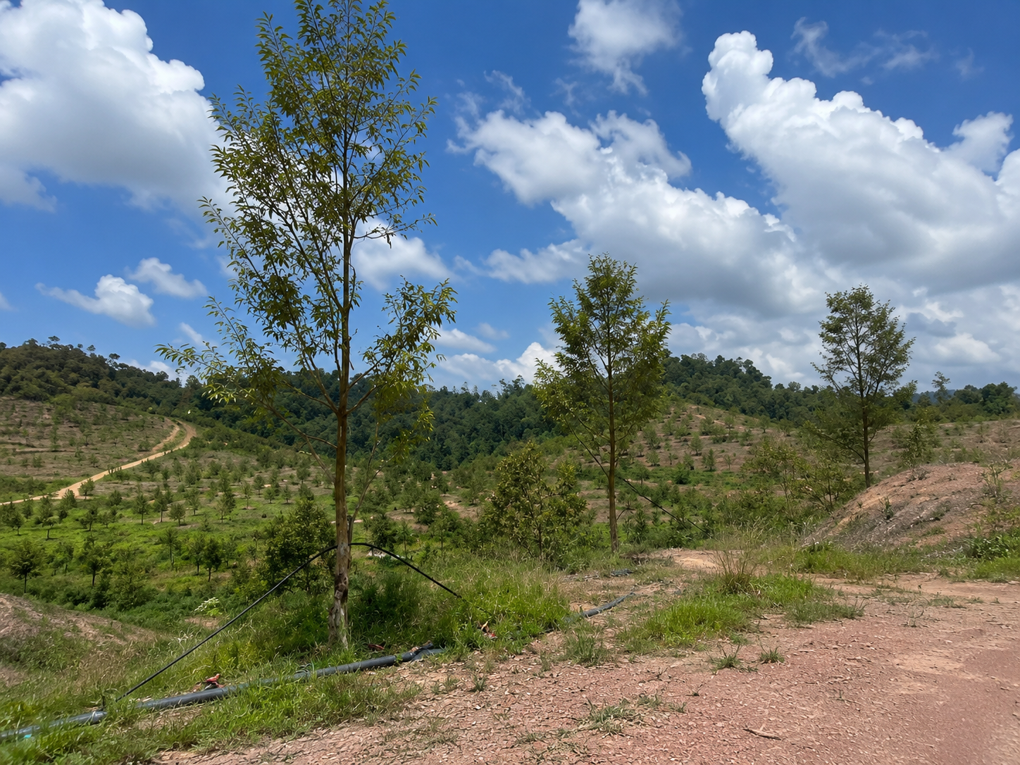 Boleh Group durian plantation site 3